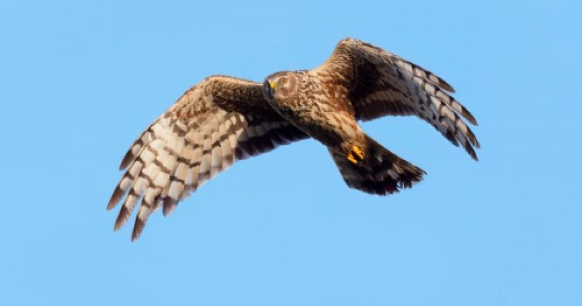 North Yorkshire gamekeeper fined for targeting hen harriers