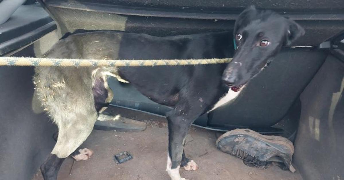 Knaresborough man took injured dog hare coursing