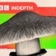 Should the NHS use magic mushrooms to treat mental health?