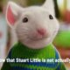 Hold up, Stuart Little isn't a mouse?