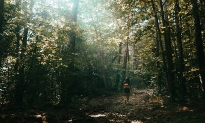 Birdsong Could Make Walks Healthier, But Only This Kind