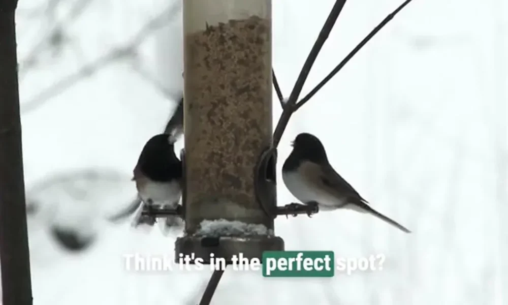 Your bird feeders are probably in the wrong place