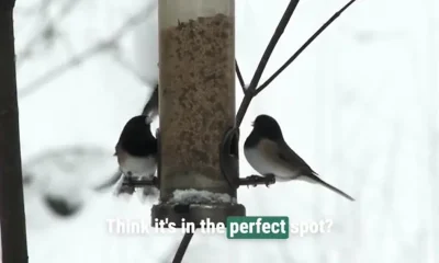Your bird feeders are probably in the wrong place