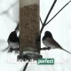 Your bird feeders are probably in the wrong place