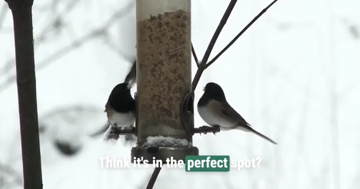 Your bird feeders are probably in the wrong place