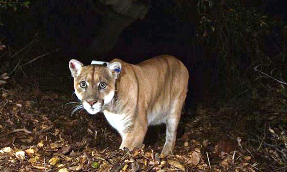 Female hiker killed in suspected mountain lion attack