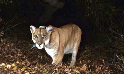 Female hiker killed in suspected mountain lion attack