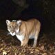 Female hiker killed in suspected mountain lion attack
