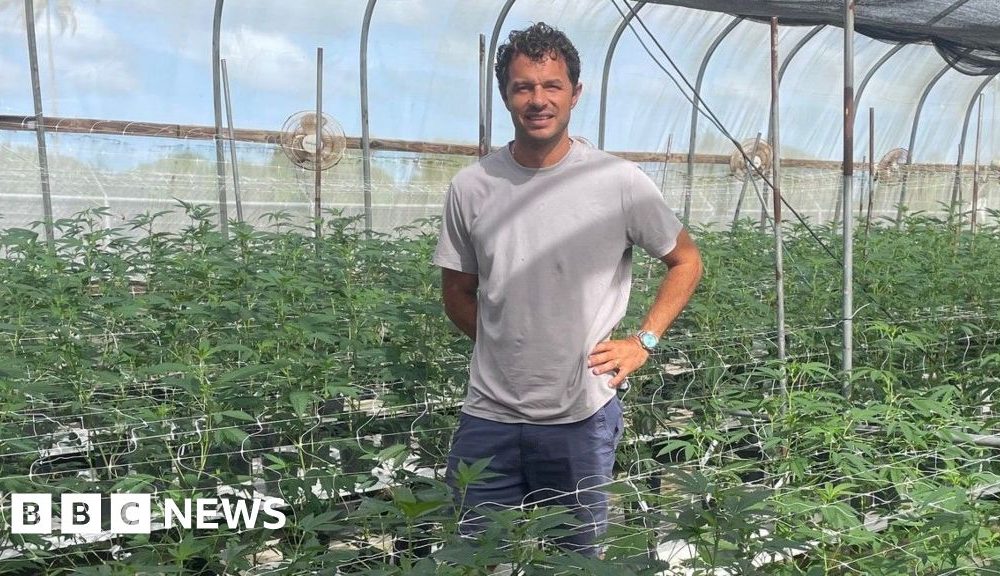 Caribbean cannabis growers eye budding domestic sales and exports