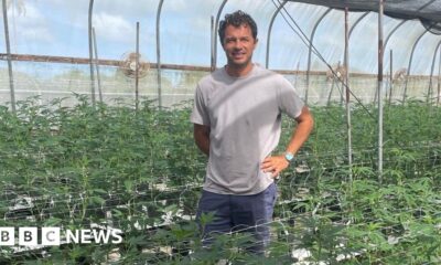 Caribbean cannabis growers eye budding domestic sales and exports