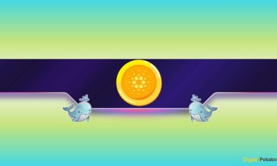 What Do Cardano Whales Know?