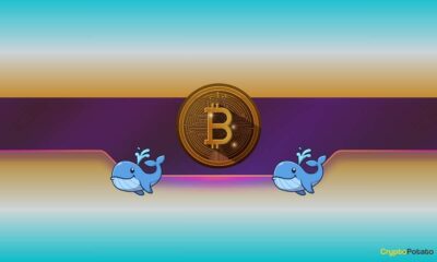 Are Whales Behind Bitcoin’s Slide?