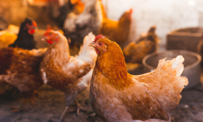 Saudi Halts Poultry, Eggs Imports