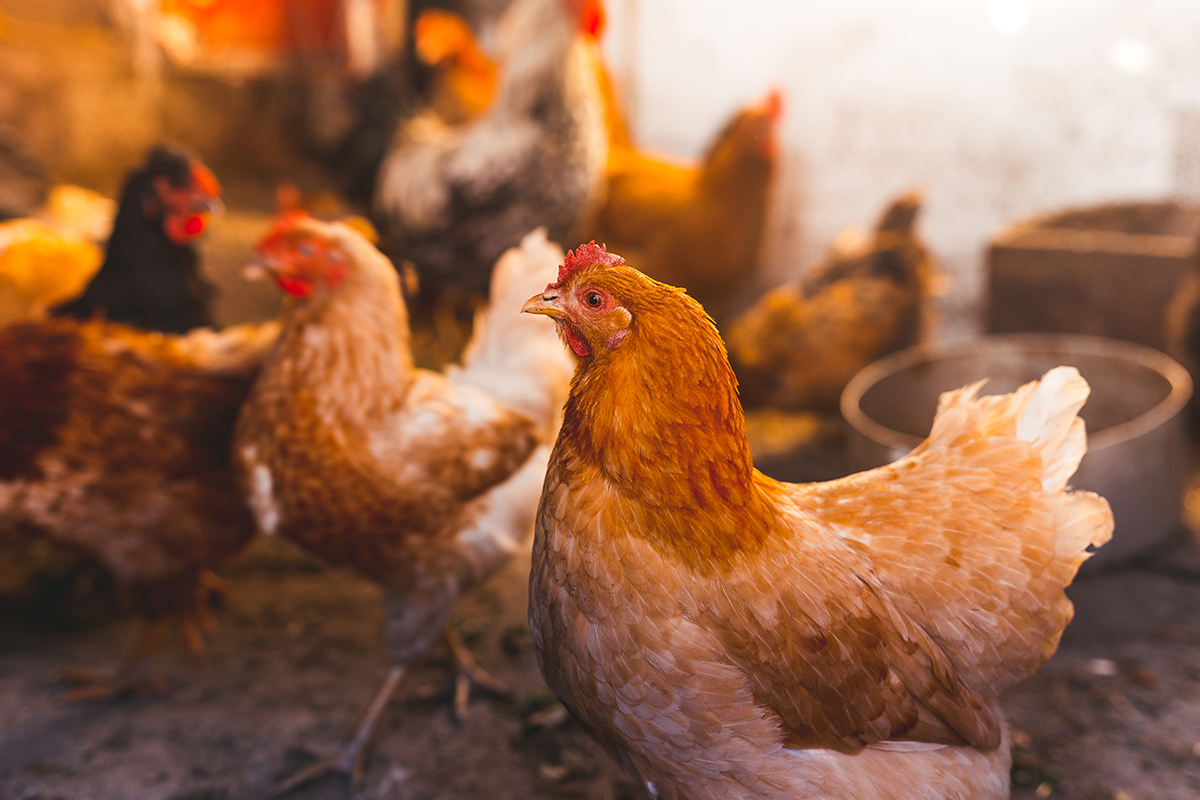 Saudi Halts Poultry, Eggs Imports