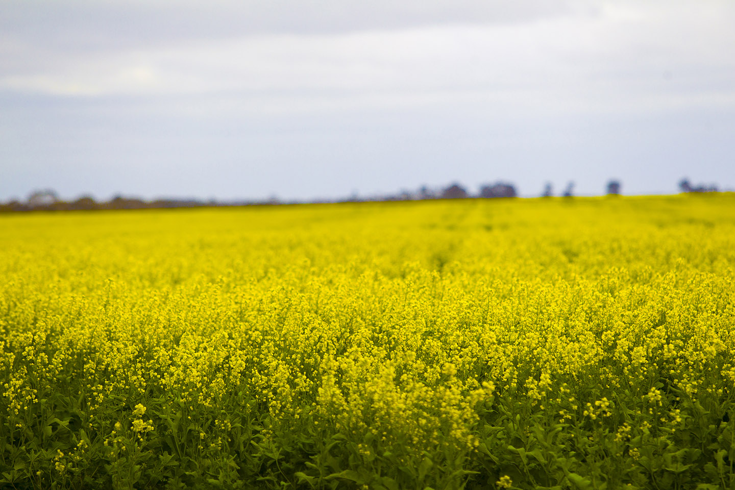 Cargill files $500m WA canola seed crushing plant plans