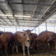 Beef businesses ‘wait and see’ impact of China tariff