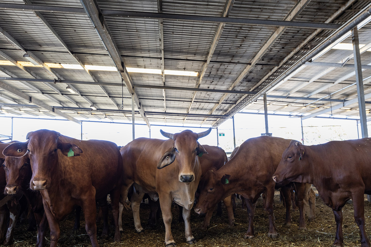 Beef businesses ‘wait and see’ impact of China tariff
