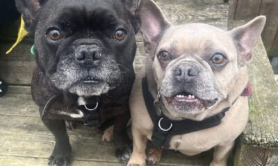 "Loving" French bulldogs Dino and Nugget seek calm and caring home in Hampshire
