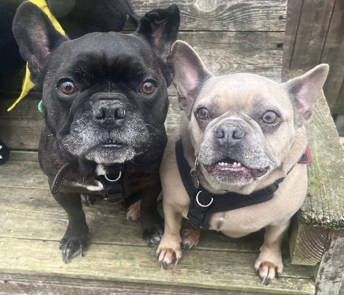 "Loving" French bulldogs Dino and Nugget seek calm and caring home in Hampshire