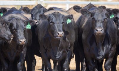 ANALYSIS: Fallout from China’s beef tariff