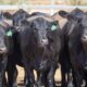 ANALYSIS: Fallout from China’s beef tariff