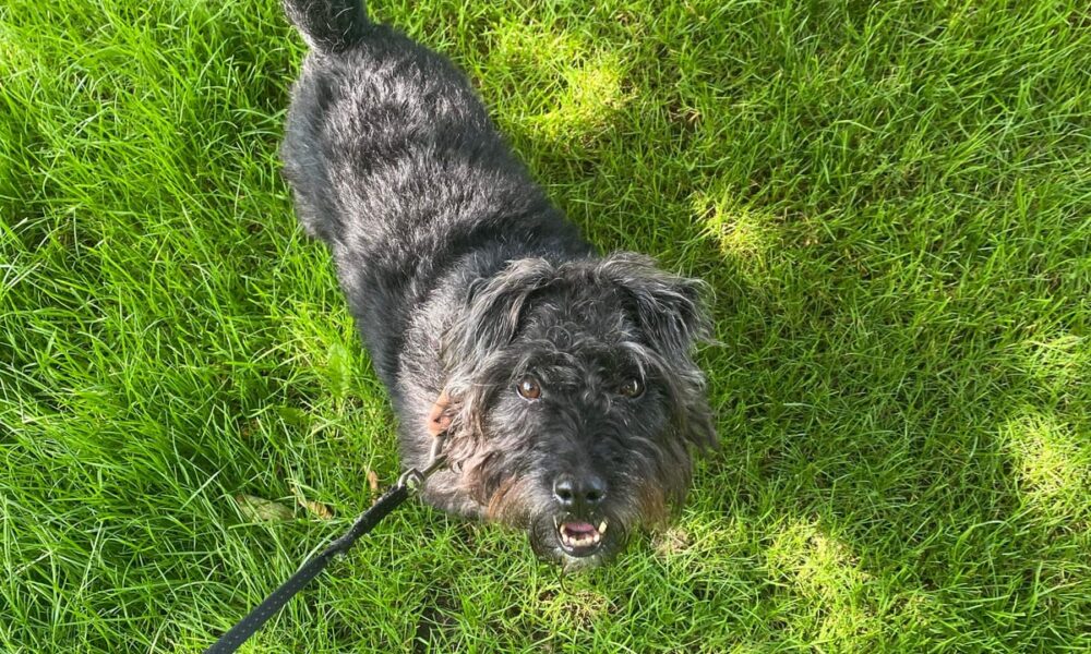 'It's been a game-changer': How I discovered the reason why my dog is such a fussy eater and chews his paws