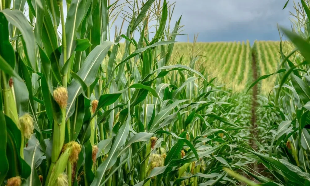 USDA data springs surprise on corn market