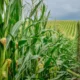 USDA data springs surprise on corn market