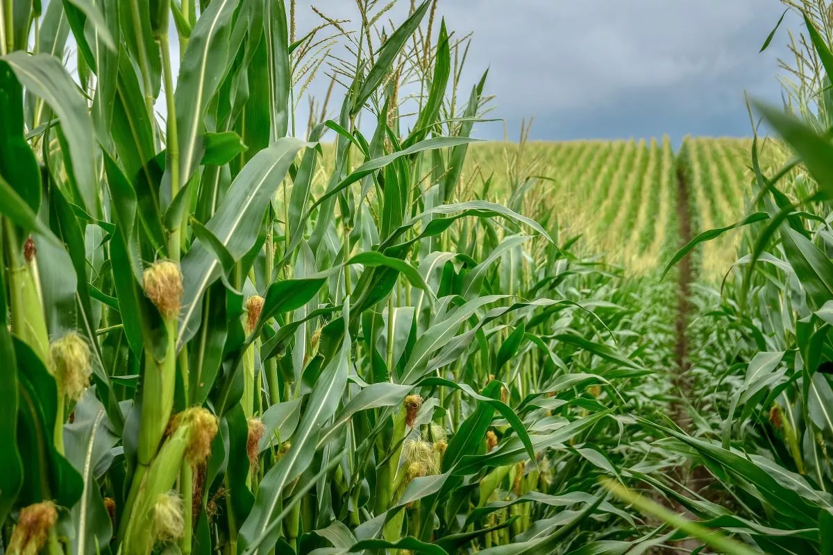 USDA data springs surprise on corn market
