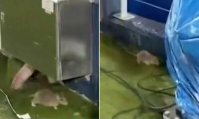 European giants' stadium suffers RAT infestation just hours before Champions League decider