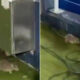 European giants' stadium suffers RAT infestation just hours before Champions League decider