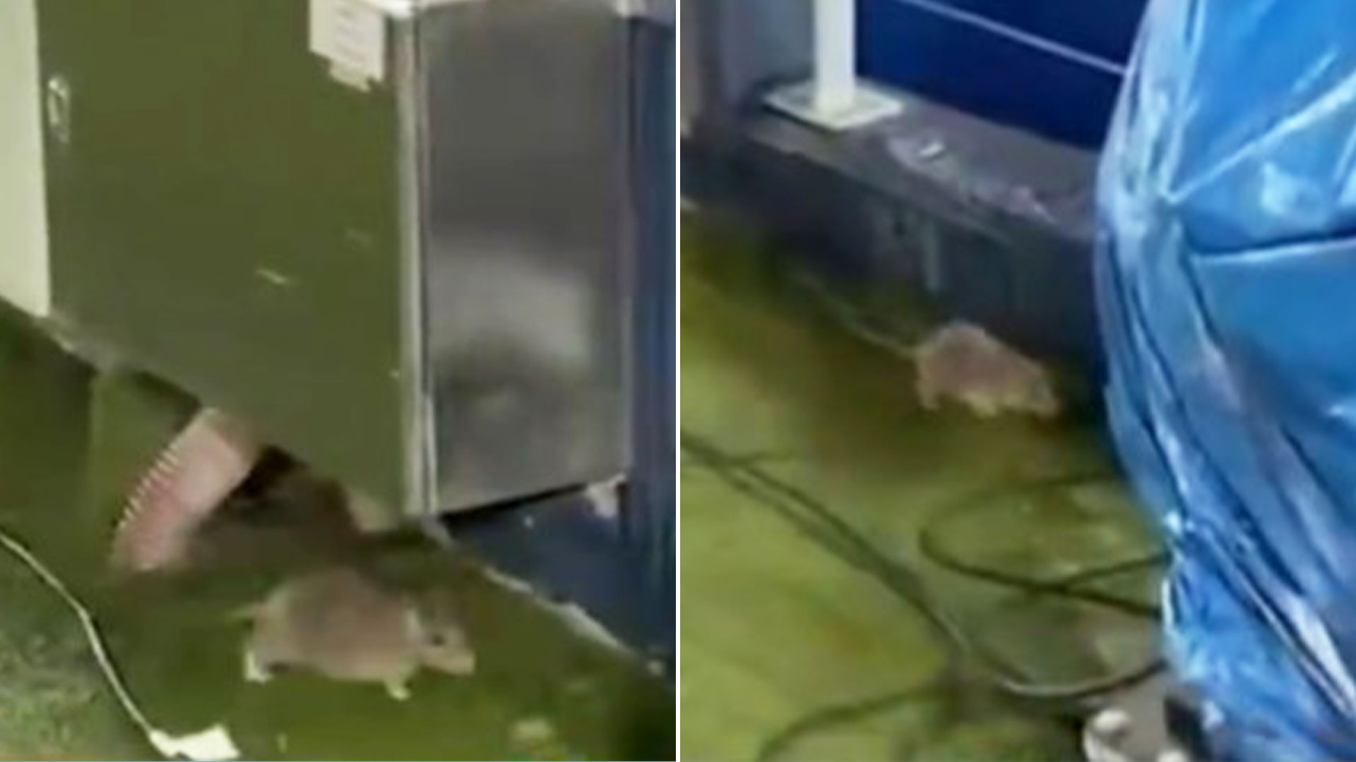 European giants' stadium suffers RAT infestation just hours before Champions League decider