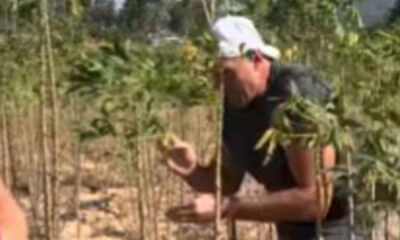 Tyson Fury calls himself ‘raving lunatic’ as he drags tree through potato field while training for comeback in Thailand