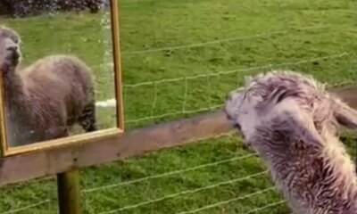 Alpaca called Giovanni given mirror for company after friends die | News UK