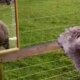 Alpaca called Giovanni given mirror for company after friends die | News UK