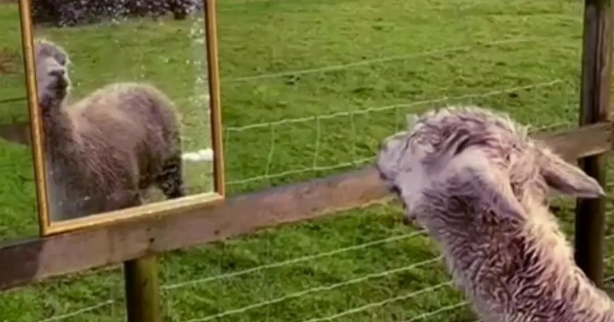 Alpaca called Giovanni given mirror for company after friends die | News UK
