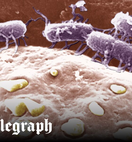 Superbug fears as new drug-resistant strains of typhoid emerge in Asia