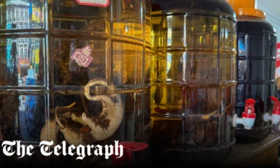 Boiled pangolin for lunch? The rampant trade that could spark a new pandemic