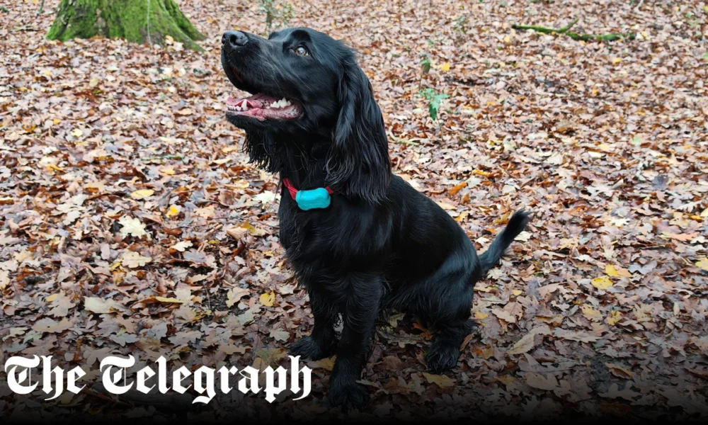 I tracked my dog on her walk using GPS