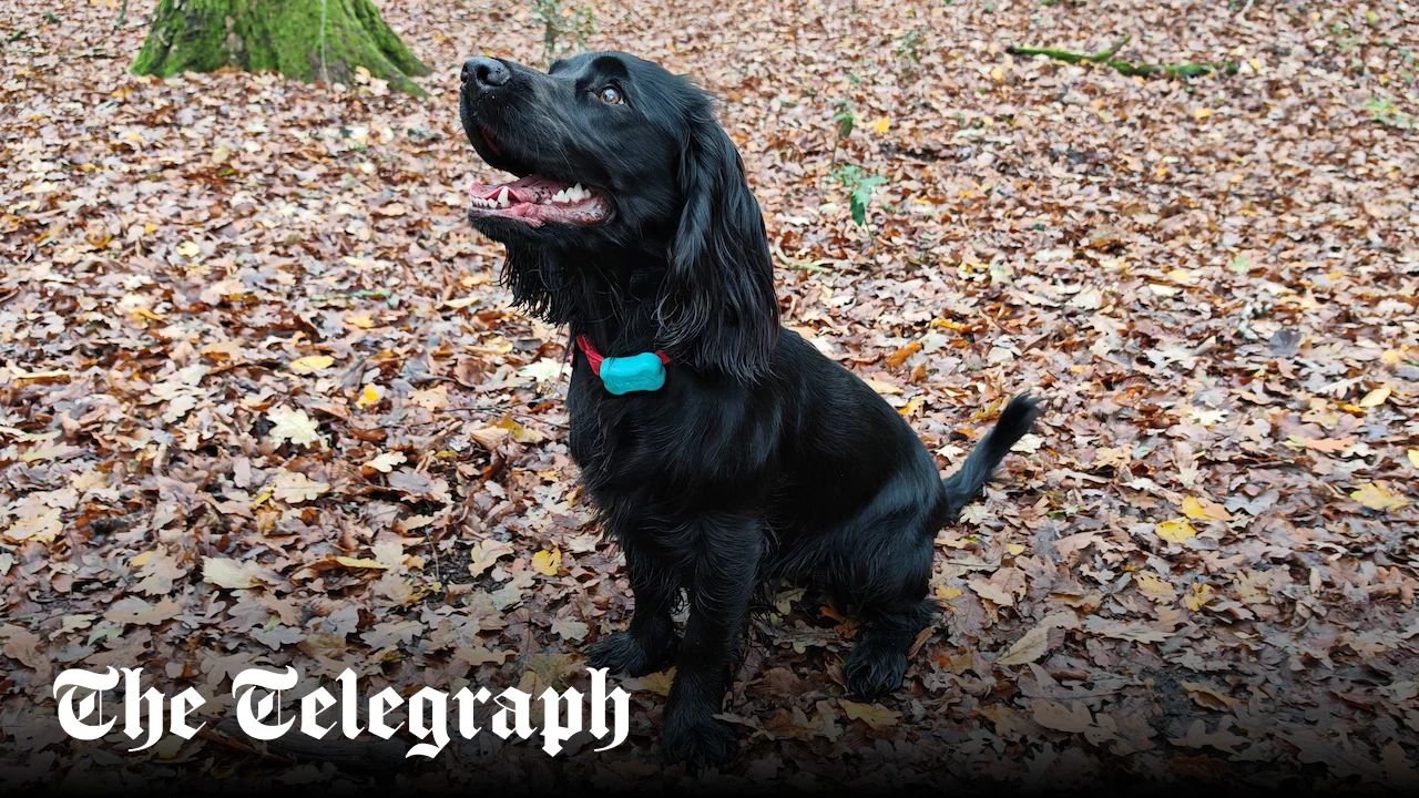 I tracked my dog on her walk using GPS