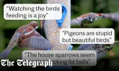 Bird feeder tips for your garden, according to Telegraph readers