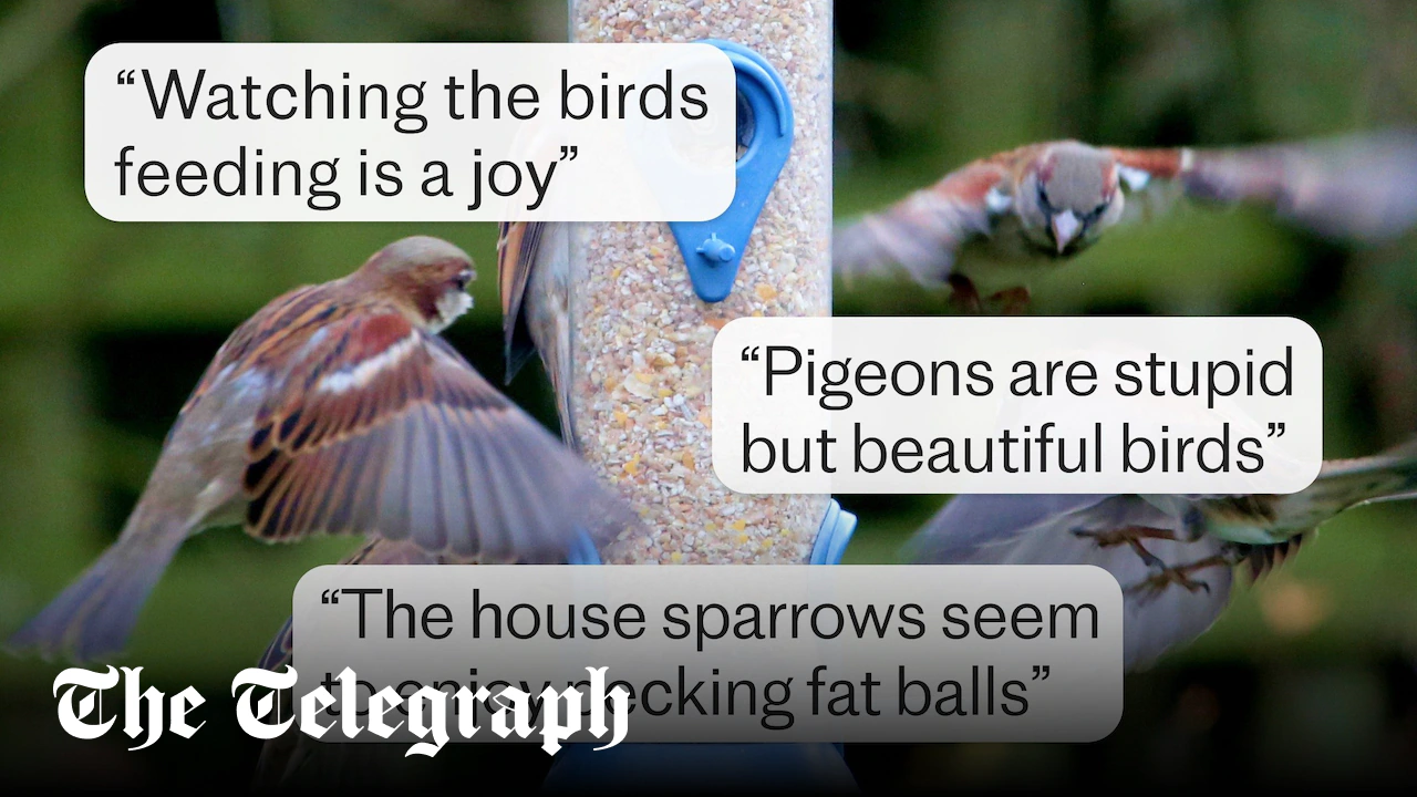 Bird feeder tips for your garden, according to Telegraph readers