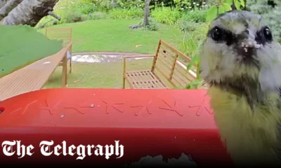 An engaging smart bird feeder for all the family