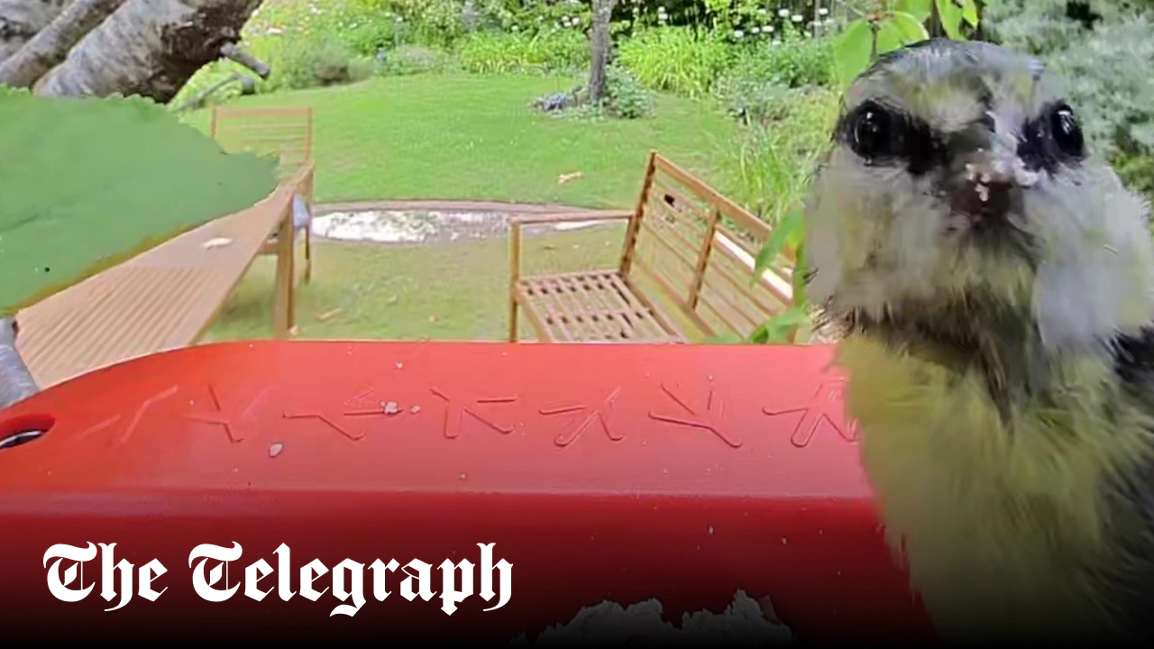 An engaging smart bird feeder for all the family