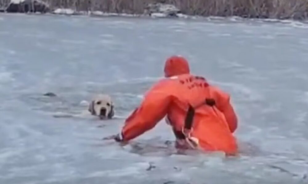 Firefighter swims across frozen pond to save dog in dramatic rescue