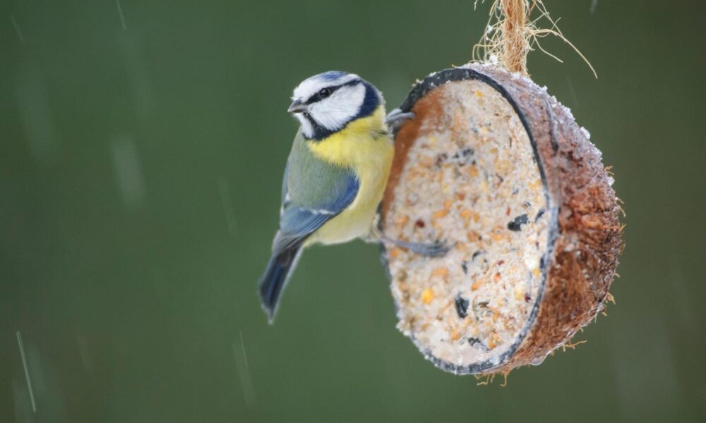 How to feed garden birds cheaply ahead of the Big Garden Birdwatch 2026