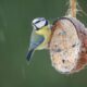 How to feed garden birds cheaply ahead of the Big Garden Birdwatch 2026