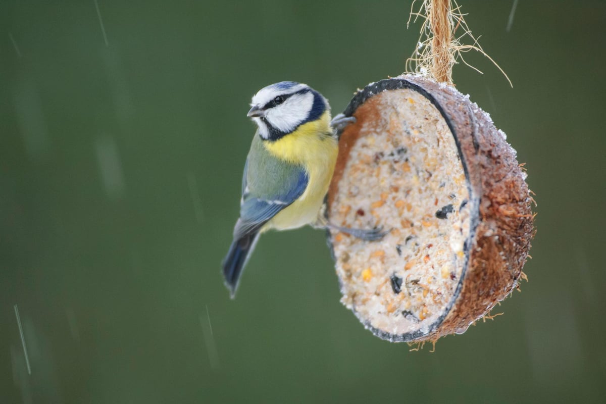 How to feed garden birds cheaply ahead of the Big Garden Birdwatch 2026
