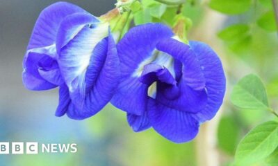Indian farmers turn to 'magical' butterfly pea flower