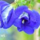Indian farmers turn to 'magical' butterfly pea flower